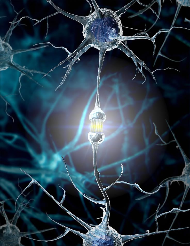 Adaptation neuro-musculaire des meilleurs joueurs de basket au niveaux des synapses